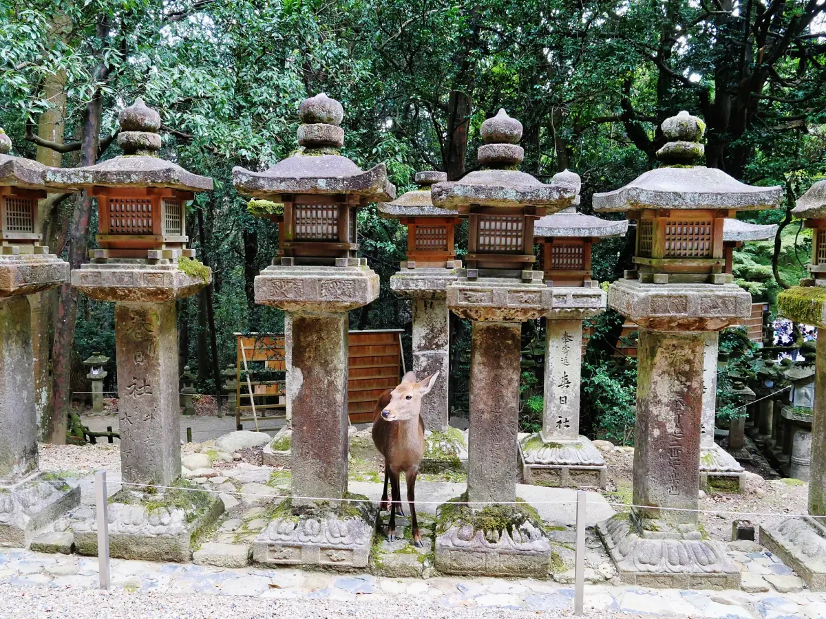 A deer among the stone lanterns