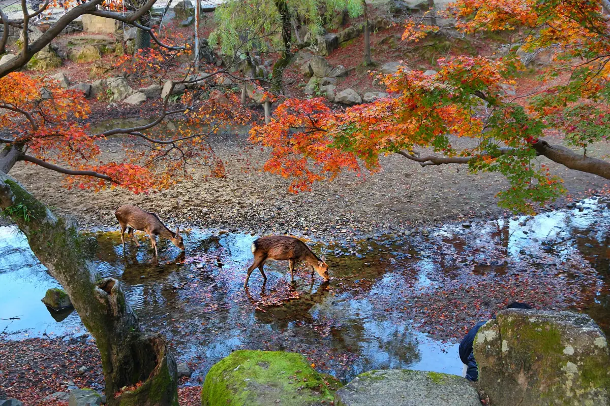 Deer among autumn leaves