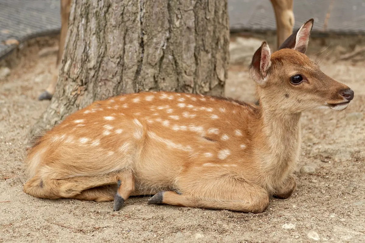 A young deer lying in the park