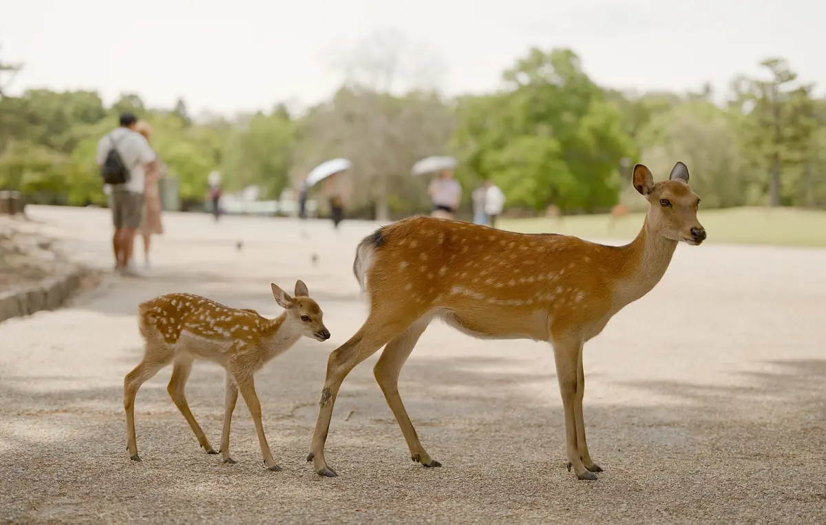 A doe and her fawn in Nara Park