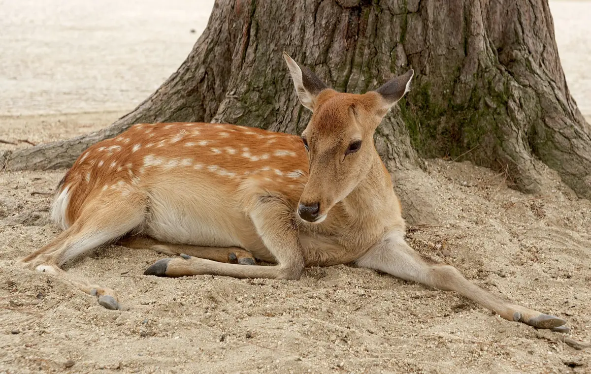 A sika deer resting under a tree