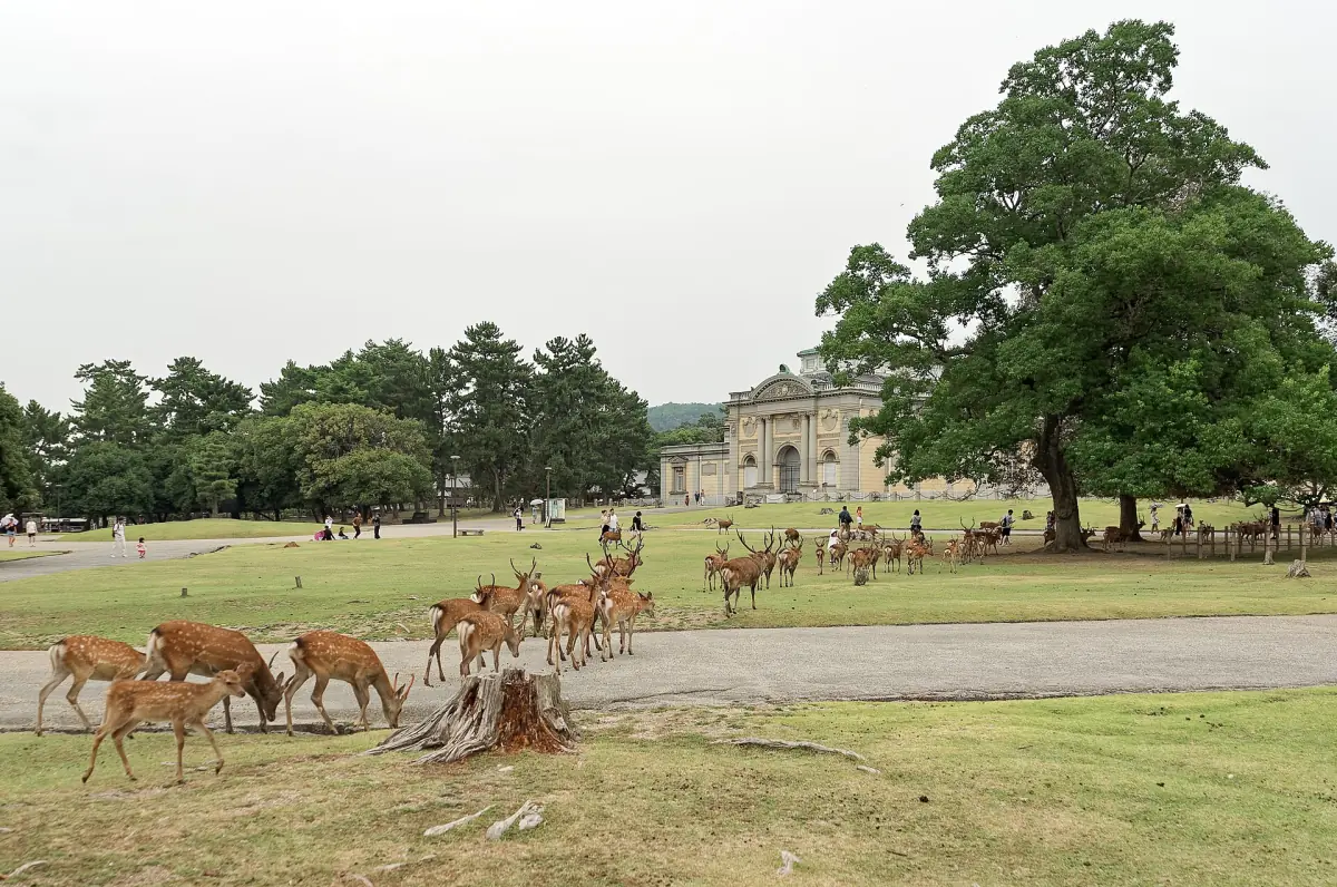 Sika deer on the lawns of Nara Park