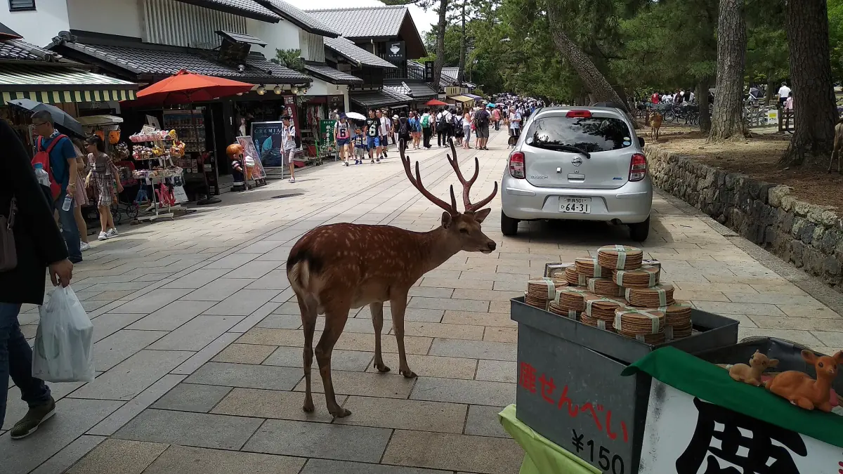 A stag on a street in Nara